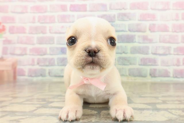 埼玉県のフレンチブルドッグ (Coo&RIKU川口戸塚店/2025年9月30日生まれ/女の子/クリーム)の子犬の1枚目の画像