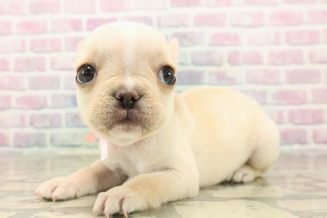 埼玉県のフレンチブルドッグ (Coo&RIKU川口戸塚店/2025年9月30日生まれ/女の子/クリーム)の子犬の2枚目の画像