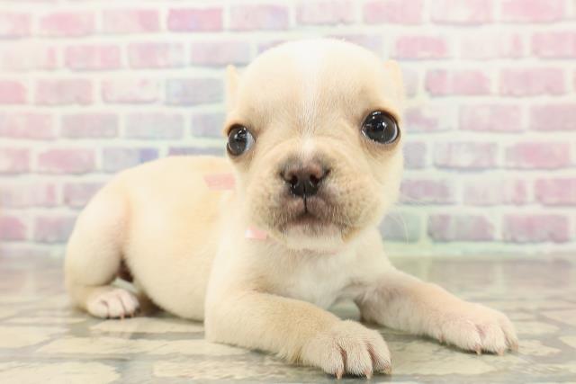 埼玉県のフレンチブルドッグ (Coo&RIKU川口戸塚店/2025年9月30日生まれ/女の子/クリーム)の子犬の3枚目の画像