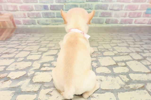 埼玉県のフレンチブルドッグ (Coo&RIKU川口戸塚店/2025年9月30日生まれ/女の子/クリーム)の子犬の4枚目の画像