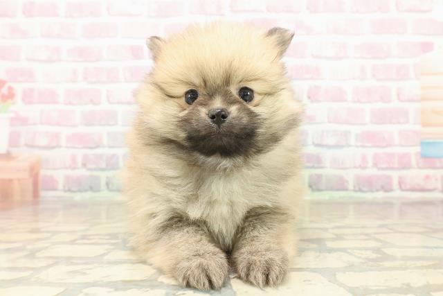 神奈川県のポメラニアン (Coo&RIKU日吉店/2025年10月3日生まれ/男の子/ウルフセーブル)の子犬の1枚目の画像