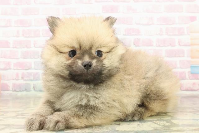 神奈川県のポメラニアン (Coo&RIKU日吉店/2025年10月3日生まれ/男の子/ウルフセーブル)の子犬の2枚目の画像