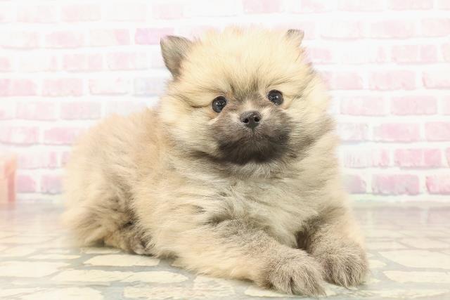 神奈川県のポメラニアン (Coo&RIKU日吉店/2025年10月3日生まれ/男の子/ウルフセーブル)の子犬の3枚目の画像