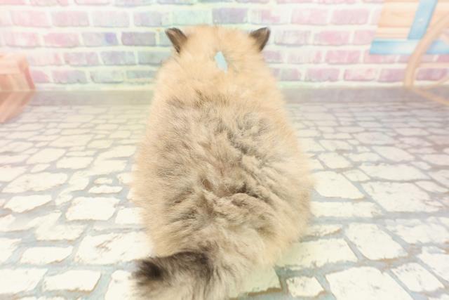 神奈川県のポメラニアン (Coo&RIKU日吉店/2025年10月3日生まれ/男の子/ウルフセーブル)の子犬の4枚目の画像