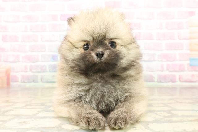 神奈川県のポメラニアン (Coo&RIKUパウ川崎店/2025年10月3日生まれ/女の子/ウルフセーブル)の子犬の1枚目の画像