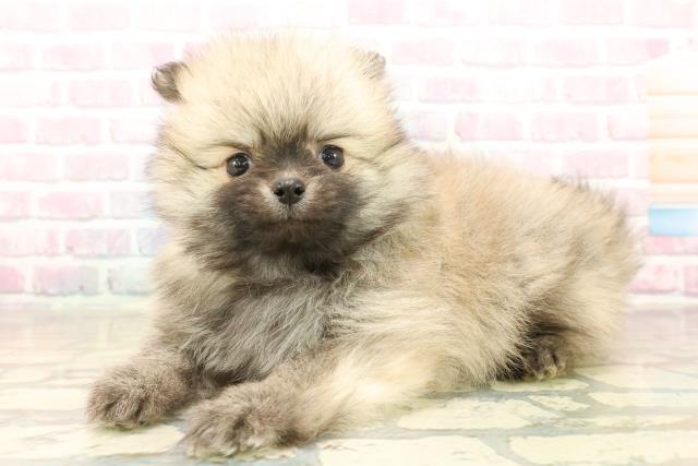 神奈川県のポメラニアン (Coo&RIKUパウ川崎店/2025年10月3日生まれ/女の子/ウルフセーブル)の子犬の2枚目の画像