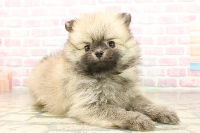 神奈川県のポメラニアン (Coo&RIKUパウ川崎店/2025年10月3日生まれ/女の子/ウルフセーブル)の子犬の3枚目の画像