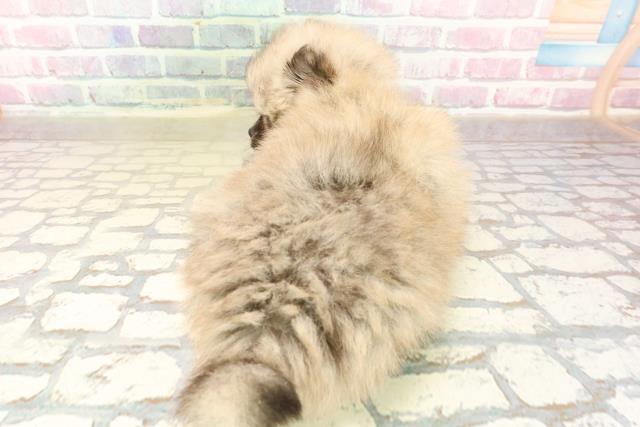 神奈川県のポメラニアン (Coo&RIKUパウ川崎店/2025年10月3日生まれ/女の子/ウルフセーブル)の子犬の4枚目の画像