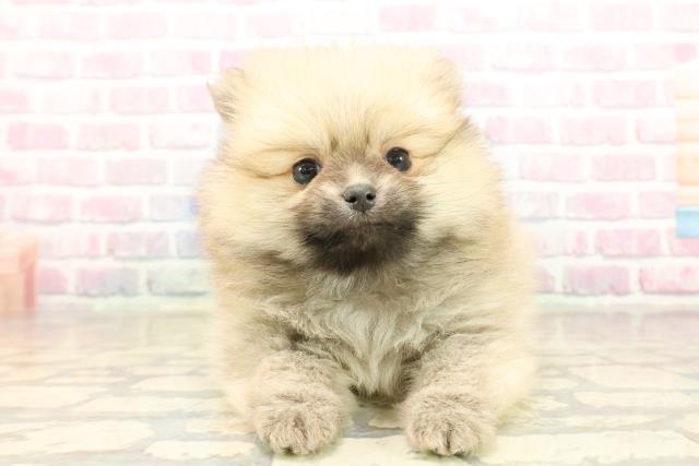 埼玉県のポメラニアン (Coo&RIKU桶川店/2025年10月3日生まれ/女の子/ウルフセーブル)の子犬の1枚目の画像
