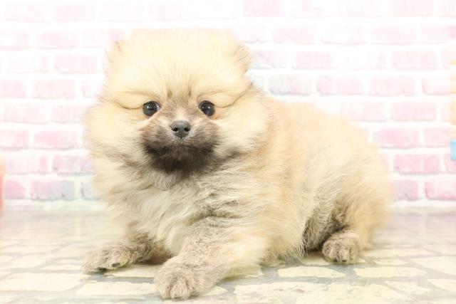 埼玉県のポメラニアン (Coo&RIKU桶川店/2025年10月3日生まれ/女の子/ウルフセーブル)の子犬の2枚目の画像