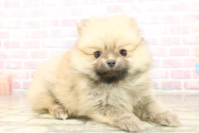 埼玉県のポメラニアン (Coo&RIKU桶川店/2025年10月3日生まれ/女の子/ウルフセーブル)の子犬の3枚目の画像