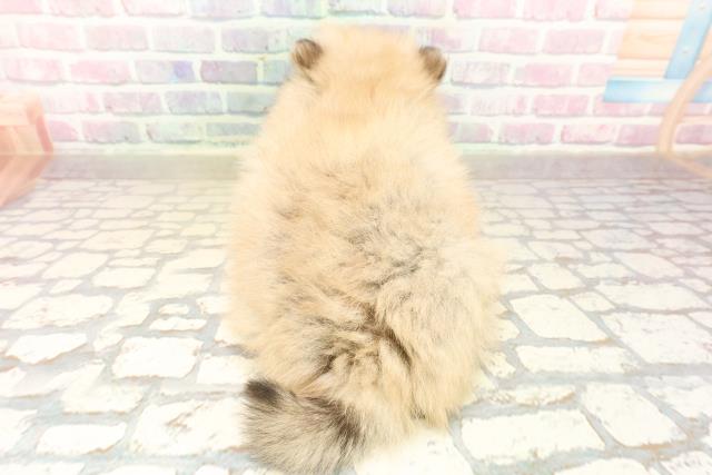 埼玉県のポメラニアン (Coo&RIKU桶川店/2025年10月3日生まれ/女の子/ウルフセーブル)の子犬の4枚目の画像