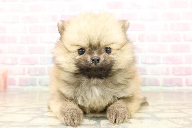 埼玉県のポメラニアン (Coo&RIKU川口戸塚店/2025年10月3日生まれ/女の子/ウルフセーブル)の子犬の1枚目の画像