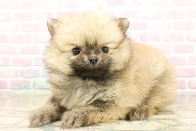 埼玉県のポメラニアン (Coo&RIKU川口戸塚店/2025年10月3日生まれ/女の子/ウルフセーブル)の子犬の2枚目の画像