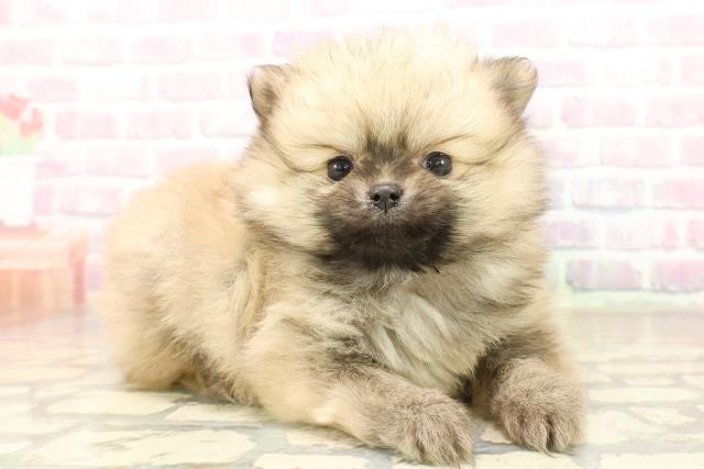 埼玉県のポメラニアン (Coo&RIKU川口戸塚店/2025年10月3日生まれ/女の子/ウルフセーブル)の子犬の3枚目の画像