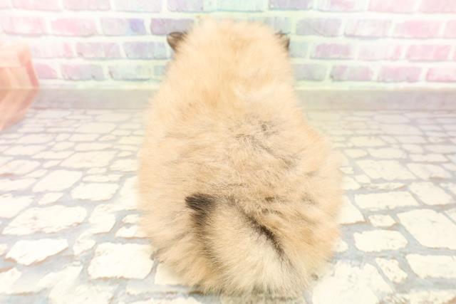 埼玉県のポメラニアン (Coo&RIKU川口戸塚店/2025年10月3日生まれ/女の子/ウルフセーブル)の子犬の4枚目の画像