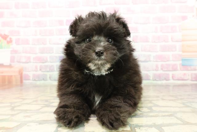 東京都のポメプー(ポメラニアン×プードル) (Coo&RIKU板橋店/2025年10月6日生まれ/女の子/シルバー)の子犬