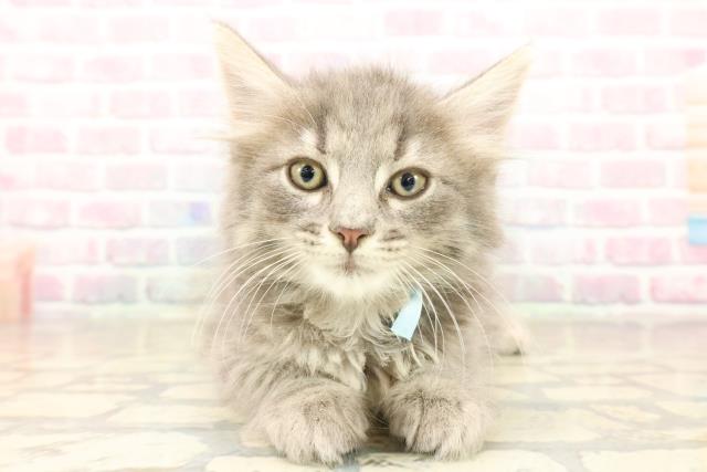 東京都のノルウェージャンフォレストキャット (Coo&RIKU武蔵小山店/2025年10月7日生まれ/男の子/ブルータビー)の子猫