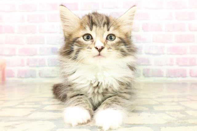 東京都のノルウェージャンフォレストキャット (Coo&RIKUフレスポ住吉店/2025年10月7日生まれ/男の子/ブラウンタビーホワイト)の子猫