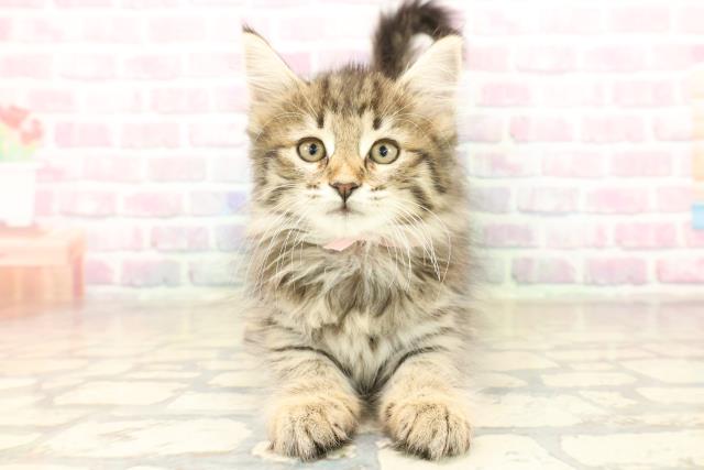 東京都のノルウェージャンフォレストキャット (Coo&RIKU赤坂店/2025年10月7日生まれ/女の子/ブラウンタビー)の子猫