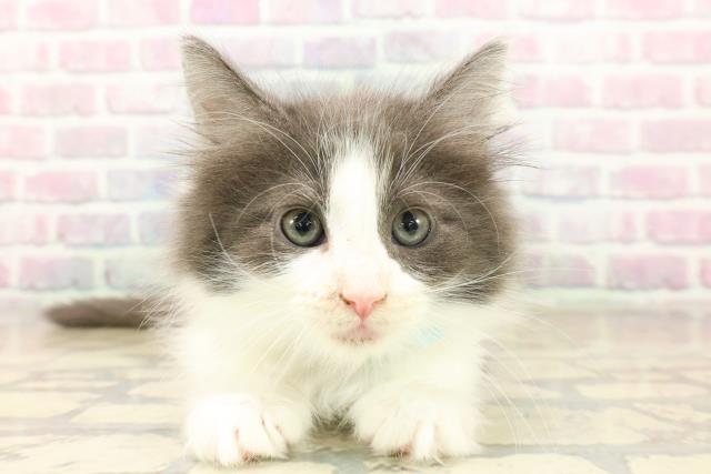 東京都のメインクーン (Coo&RIKU武蔵小山店/2025年10月7日生まれ/男の子/ブルーホワイト)の子猫