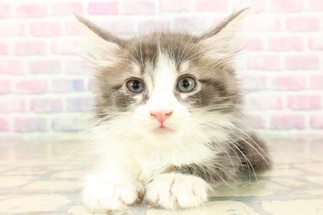 埼玉県のメインクーン (Coo&RIKUアニマルケアセンター大宮/2025年10月7日生まれ/女の子/ブルータビーホワイト)の子猫の1枚目の画像