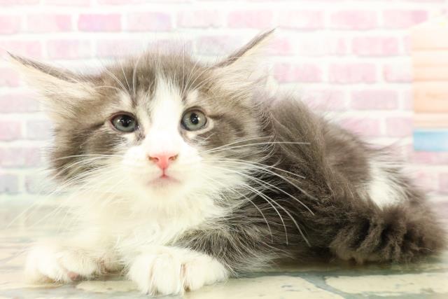 埼玉県のメインクーン (Coo&RIKUアニマルケアセンター大宮/2025年10月7日生まれ/女の子/ブルータビーホワイト)の子猫の2枚目の画像