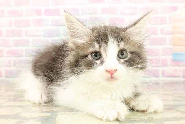 埼玉県のメインクーン (Coo&RIKUアニマルケアセンター大宮/2025年10月7日生まれ/女の子/ブルータビーホワイト)の子猫の3枚目の画像