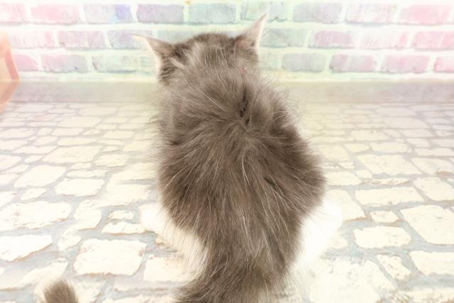 埼玉県のメインクーン (Coo&RIKUアニマルケアセンター大宮/2025年10月7日生まれ/女の子/ブルータビーホワイト)の子猫の4枚目の画像