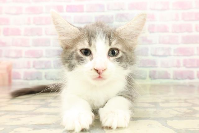 東京都のメインクーン (Coo&RIKU高円寺店/2025年10月7日生まれ/女の子/ブルータビーホワイト)の子猫