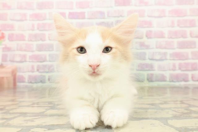 東京都のメインクーン (Coo&RIKU自由が丘店/2025年10月7日生まれ/男の子/クリームホワイト)の子猫の1枚目の画像