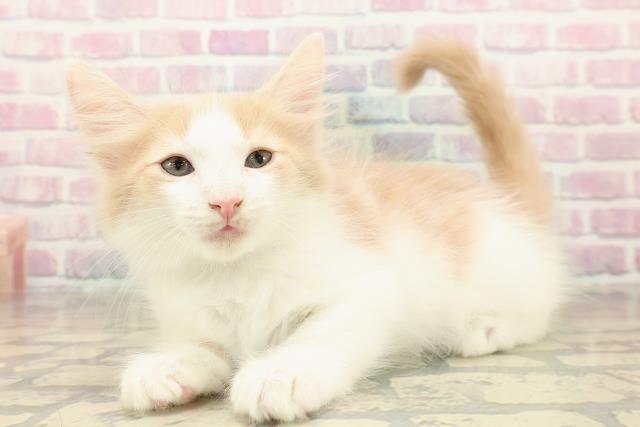 東京都のメインクーン (Coo&RIKU自由が丘店/2025年10月7日生まれ/男の子/クリームホワイト)の子猫の2枚目の画像