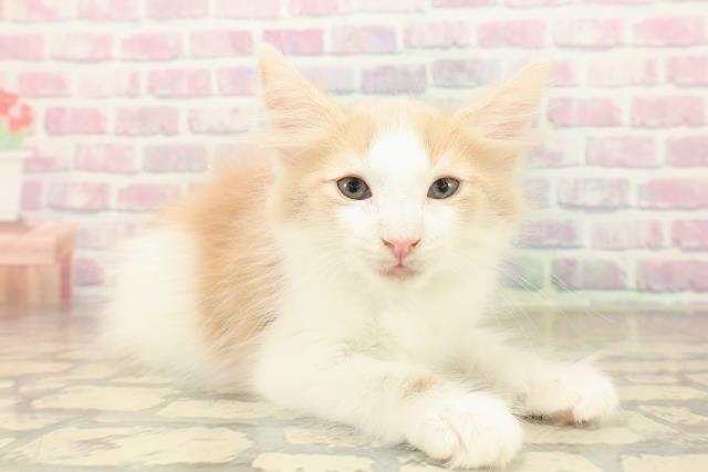 東京都のメインクーン (Coo&RIKU自由が丘店/2025年10月7日生まれ/男の子/クリームホワイト)の子猫の3枚目の画像