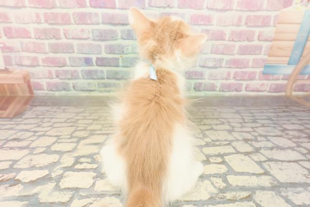 東京都のメインクーン (Coo&RIKU自由が丘店/2025年10月7日生まれ/男の子/クリームホワイト)の子猫の4枚目の画像