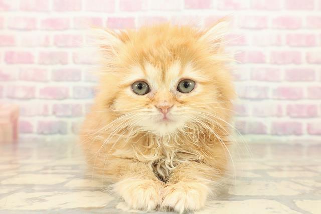 東京都のミヌエット (Coo&RIKU武蔵小山店/2025年9月25日生まれ/男の子/レッドタビー)の子猫