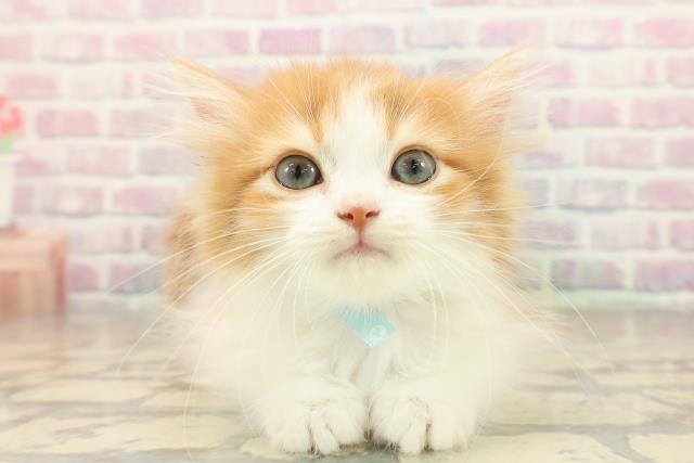 東京都のミヌエット (Coo&RIKUフレスポ住吉店/2025年9月29日生まれ/男の子/レッドタビーホワイト)の子猫