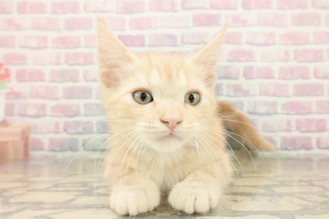 埼玉県のアメリカンショートヘアー (Coo&RIKU所沢店/2025年9月22日生まれ/男の子/クリームタビー)の子猫の1枚目の画像