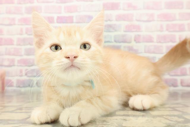 埼玉県のアメリカンショートヘアー (Coo&RIKU所沢店/2025年9月22日生まれ/男の子/クリームタビー)の子猫の2枚目の画像