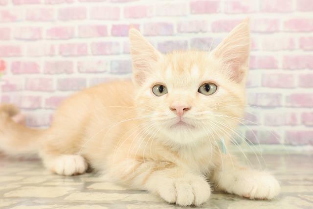 埼玉県のアメリカンショートヘアー (Coo&RIKU所沢店/2025年9月22日生まれ/男の子/クリームタビー)の子猫の3枚目の画像