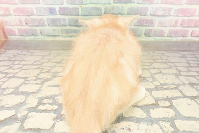 埼玉県のアメリカンショートヘアー (Coo&RIKU所沢店/2025年9月22日生まれ/男の子/クリームタビー)の子猫の4枚目の画像