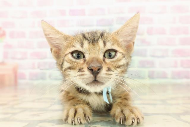 東京都のベンガル (Coo&RIKU阿佐ヶ谷店/2025年9月26日生まれ/男の子/ブラウンスポットタビー)の子猫