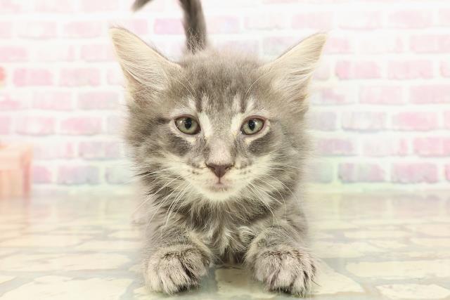 埼玉県のメインクーン (Coo&RIKUアニマルケアセンター大宮/2025年10月7日生まれ/女の子/ブルータビー)の子猫の1枚目の画像