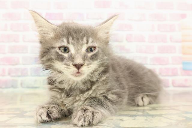 埼玉県のメインクーン (Coo&RIKUアニマルケアセンター大宮/2025年10月7日生まれ/女の子/ブルータビー)の子猫の2枚目の画像