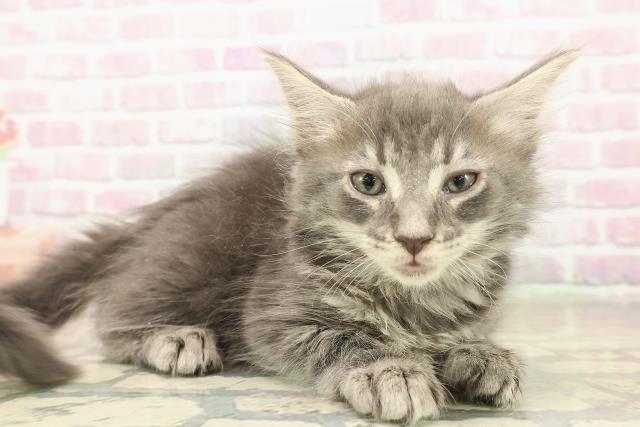 埼玉県のメインクーン (Coo&RIKUアニマルケアセンター大宮/2025年10月7日生まれ/女の子/ブルータビー)の子猫の3枚目の画像