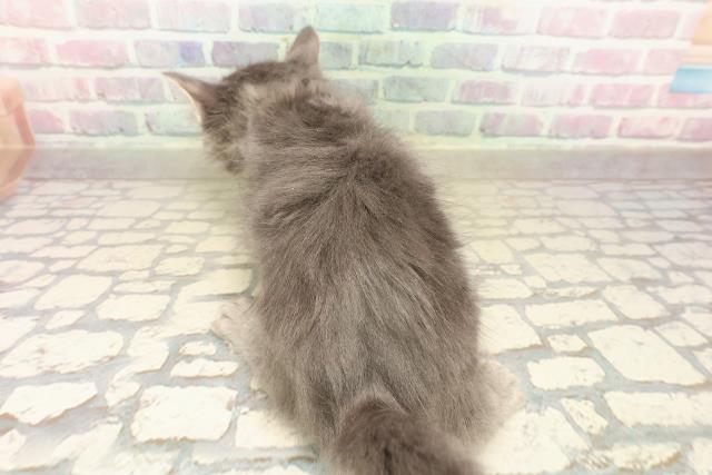 埼玉県のメインクーン (Coo&RIKUアニマルケアセンター大宮/2025年10月7日生まれ/女の子/ブルータビー)の子猫の4枚目の画像