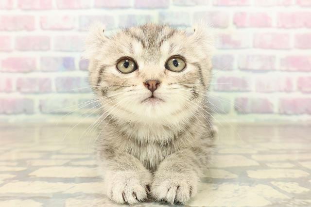 東京都のキンカロー (Coo&RIKU江戸川店/2025年10月7日生まれ/女の子/シルバータビー)の子猫