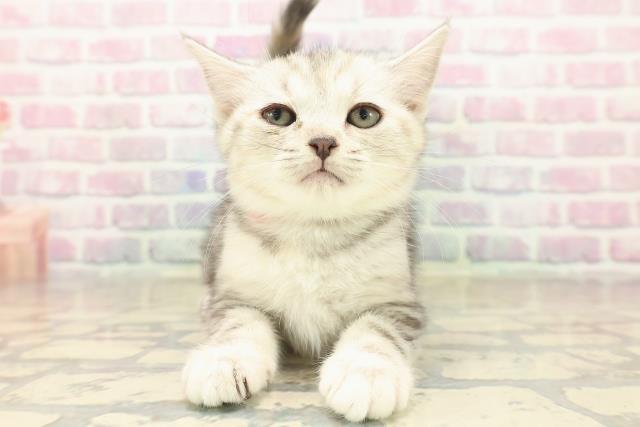 埼玉県のキンカロー (Coo&RIKUアニマルケアセンター大宮/2025年10月7日生まれ/女の子/シルバーパッチドタビー)の子猫の1枚目の画像