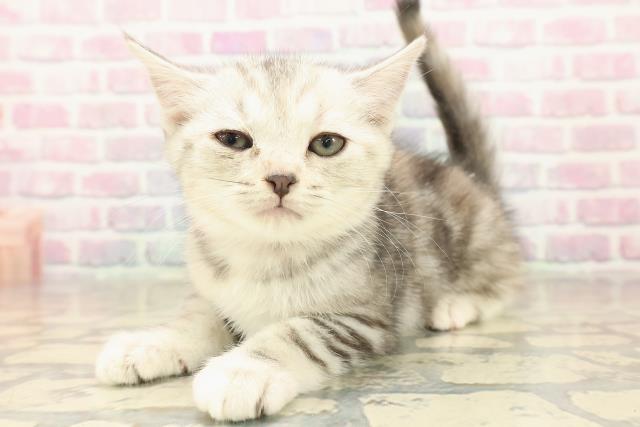 埼玉県のキンカロー (Coo&RIKUアニマルケアセンター大宮/2025年10月7日生まれ/女の子/シルバーパッチドタビー)の子猫の2枚目の画像