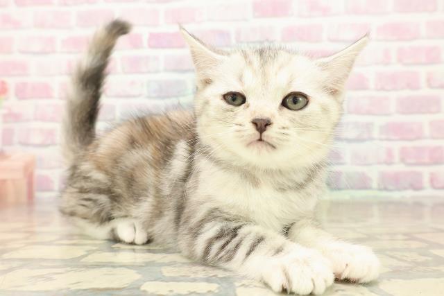 埼玉県のキンカロー (Coo&RIKUアニマルケアセンター大宮/2025年10月7日生まれ/女の子/シルバーパッチドタビー)の子猫の3枚目の画像