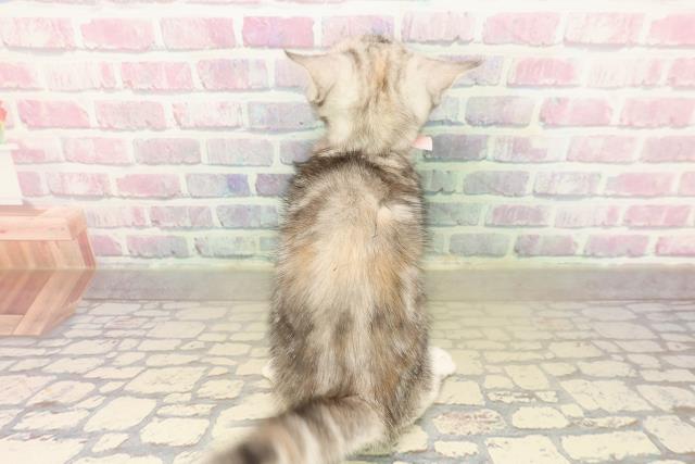 埼玉県のキンカロー (Coo&RIKUアニマルケアセンター大宮/2025年10月7日生まれ/女の子/シルバーパッチドタビー)の子猫の4枚目の画像